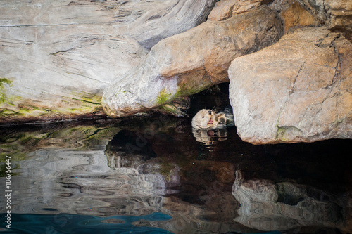 Obraz na płótnie The sea otter (Enhydra lutris) is a marine mammal native to the coasts of the northern and eastern North Pacific Ocean w salonie