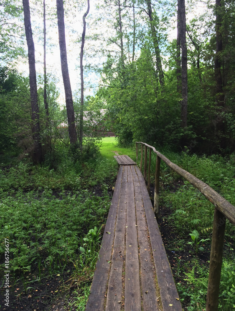 Fototapeta premium Beautiful Belarusian nature. Forest path and bridge covered with moss