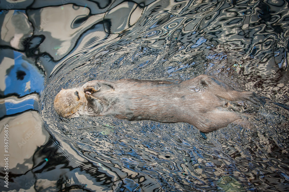 The sea otter (Enhydra lutris) is a marine mammal native to the coasts of the northern and eastern North Pacific Ocean