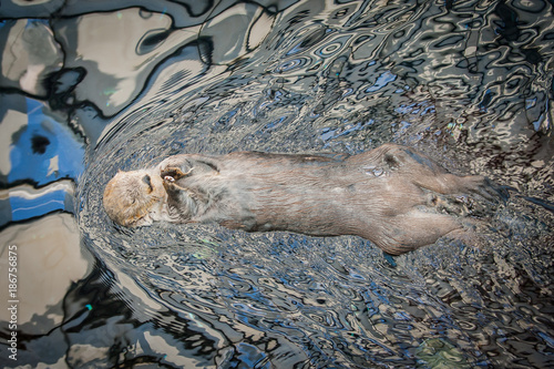 Obraz na płótnie The sea otter (Enhydra lutris) is a marine mammal native to the coasts of the northern and eastern North Pacific Ocean w salonie