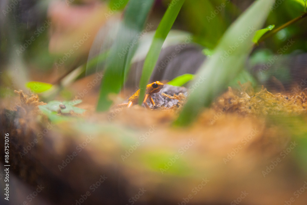 The phantasmal poison frog or phantasmal poison-arrow frog (Epipedobates tricolor)