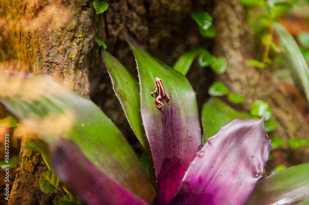 The phantasmal poison frog or phantasmal poison-arrow frog (Epipedobates tricolor)