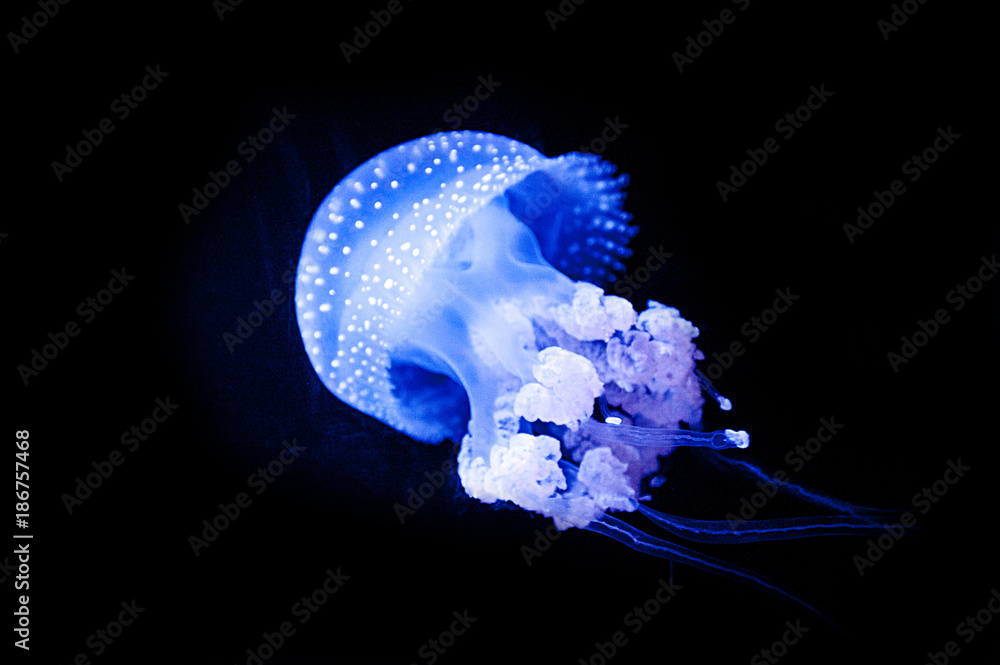 WHITE-SPOTTED JELLYFISH (Phyllorhiza punctata) is a species also known as the floating bell
