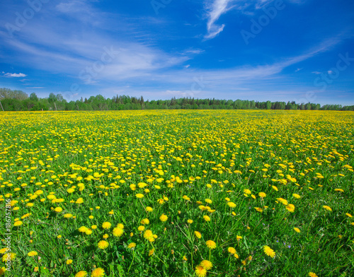 Yellow flowers field under blue cloudy sky