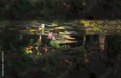 Fototapeta Naklejka Na Ścianę i Meble -  Pond with waterlilies in a messy pattern