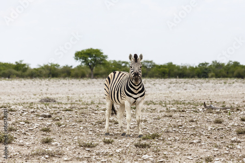 Foal of Plains Zebra, Etosha National Park, Namibia