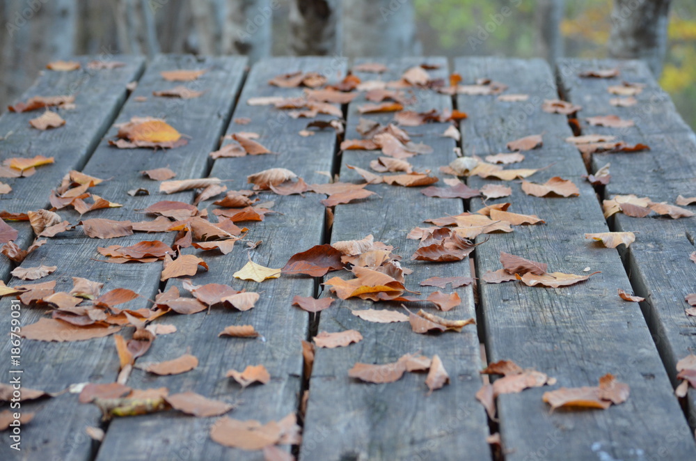 Fototapeta premium Autunno