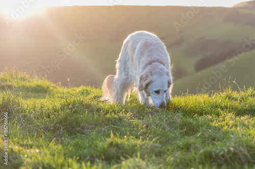 dog playing in field on hill at sunset