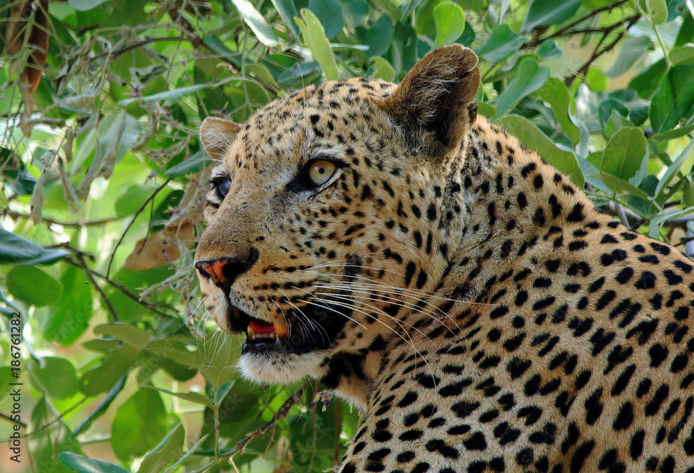 Close up of an African Leopard (Panthera Pardus) resting in a vibrant green tree in South Luangwa National Park - Zambia, Southern Africa Close up of an African Leopard (Panthera Pardus) resting in a vibrant green tree in South Luangwa National Park - Zambia, Southern Africa