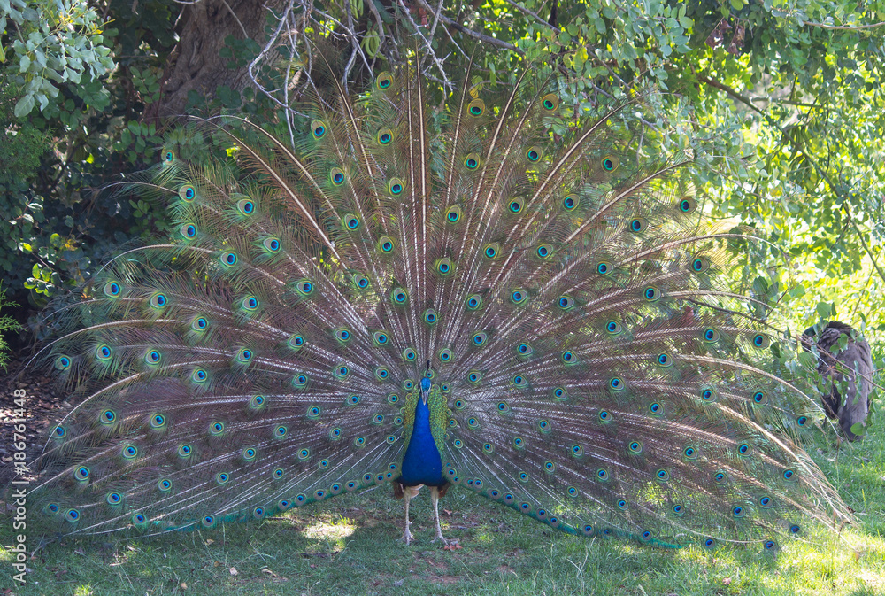 Obraz premium Beautiful peacock