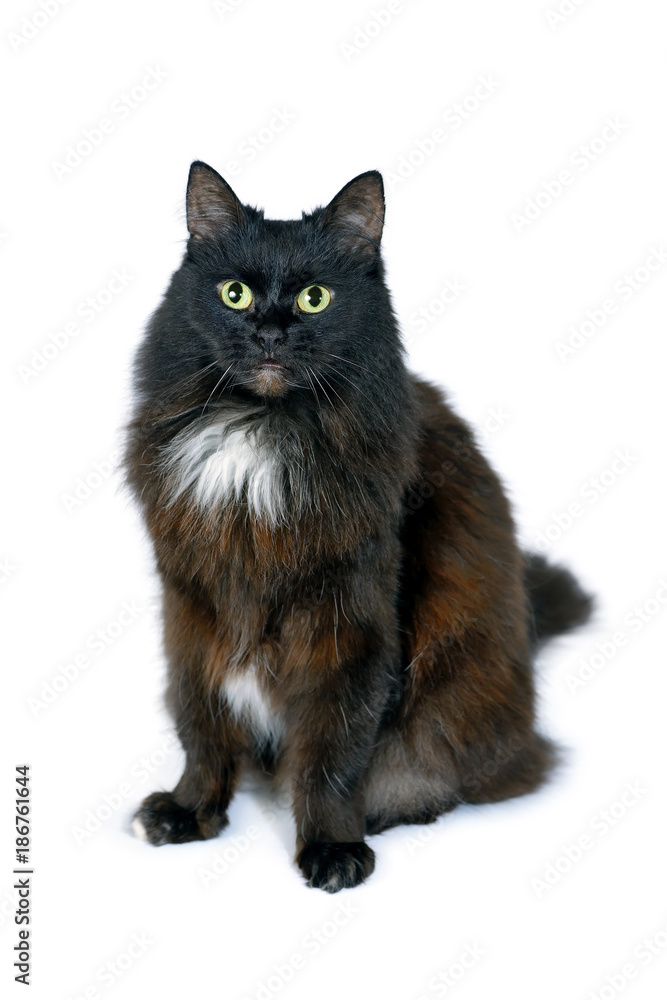 Portrait of black cat is sitting on white background