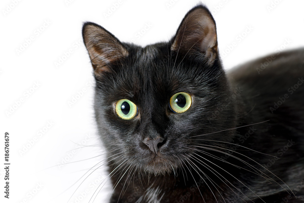 Head of young black cat isolated on white