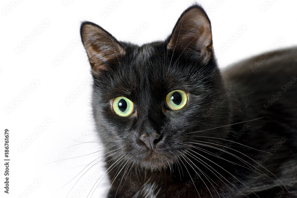 Head of young black cat isolated on white Head of young black cat isolated on white