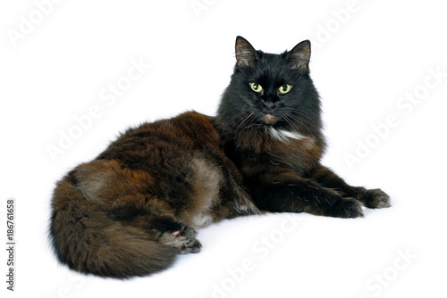 Studio portrait of black cat on white background