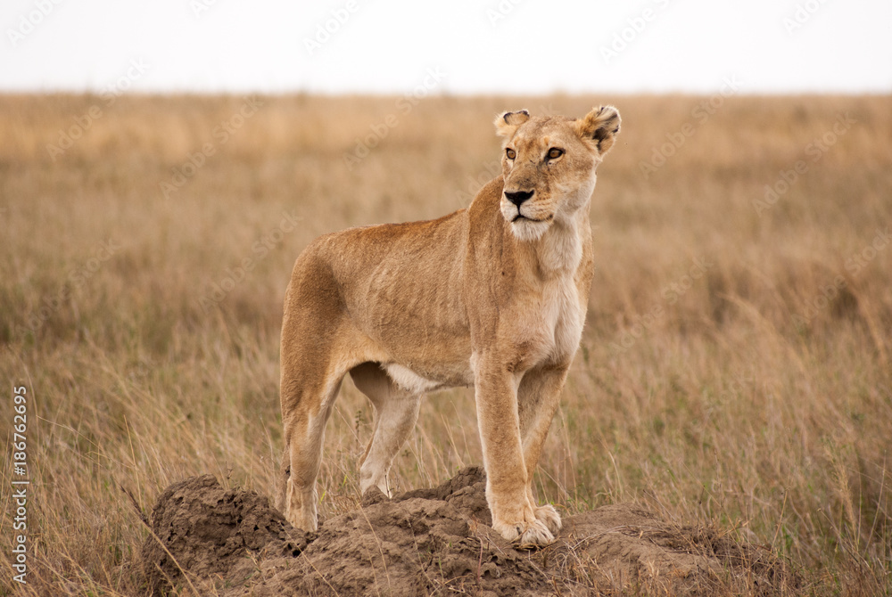 A proud lioness watching the plains, protecting her cubs A proud lioness watching the plains, protecting her cubs