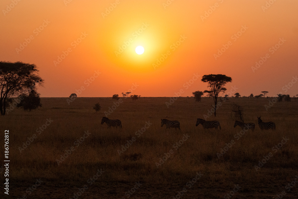 Zebras strolling past the Serengeti sunrise