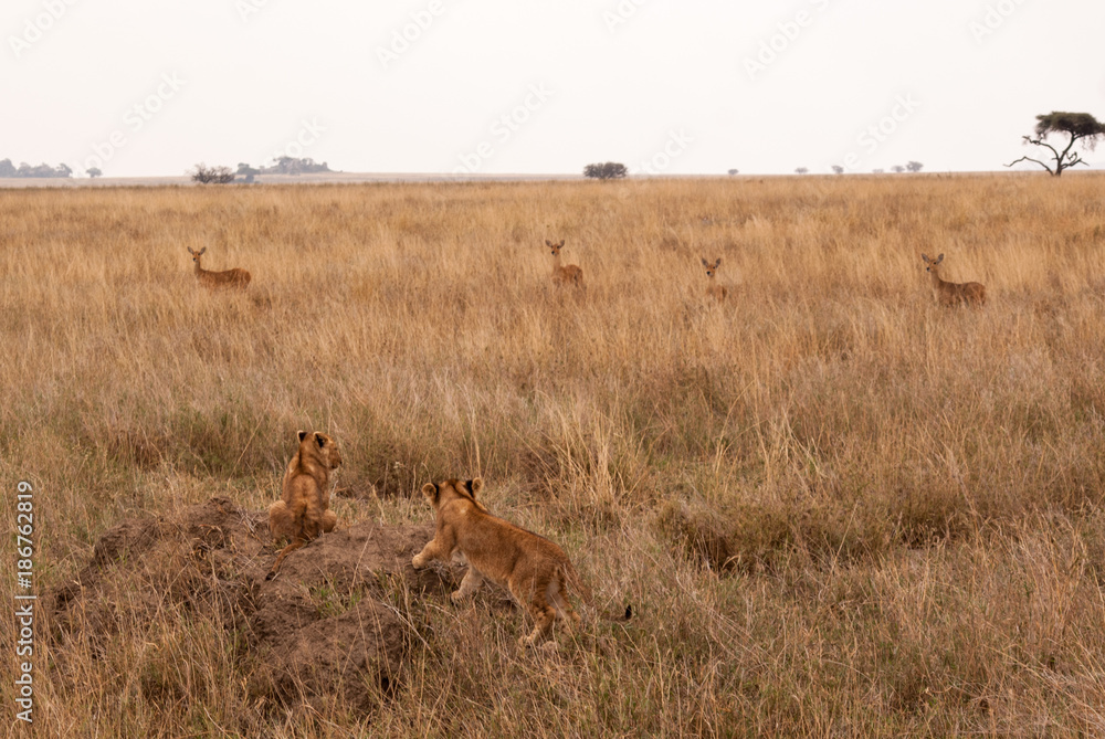 Lion cubs climbing a mount to keep an eye on the antelopes Lion cubs climbing a mount to keep an eye on the antelopes