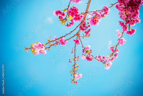 Cherry blossoms © aphotostory