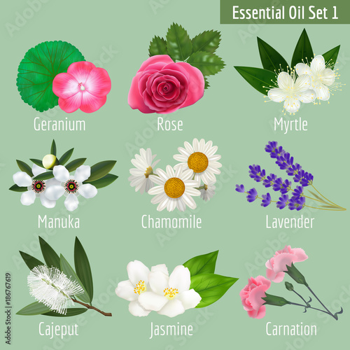 Fototapeta Naklejka Na Ścianę i Meble -  Essential Oil Set. Realistic Herbal Elements for Labels of Cosmetic Skin Care Product Design. Vector Isolated Illustration
