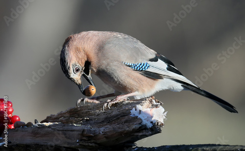 Fotografia The Eurasian jay with an acorn in its beak sits on a branch with viburnum berrie