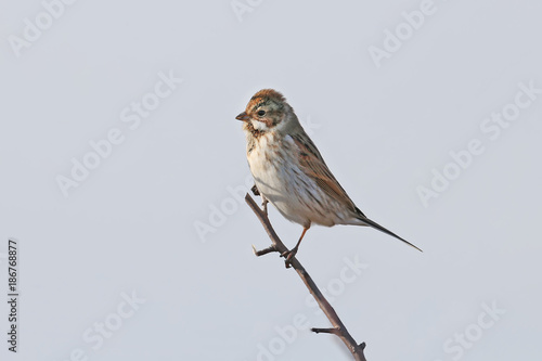 Male The common reed bunting (Emberiza schoeniclus) sits on a thin branch against the blue sky
