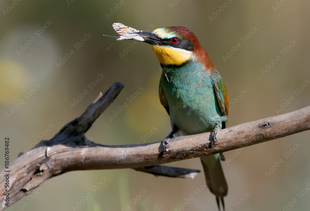 European bee eater with a butterfly in its beak sits on the branch on nice blurred background
