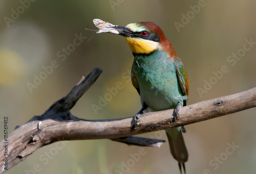European bee eater with a butterfly in its beak sits on the branch on nice blurred background