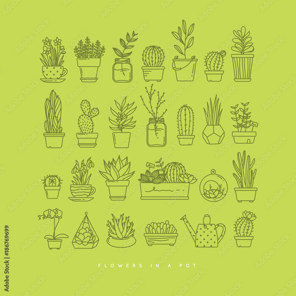 Icon plants in pots day light green