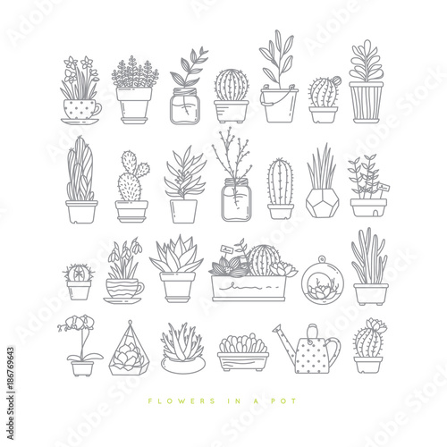 Icon plants in pots