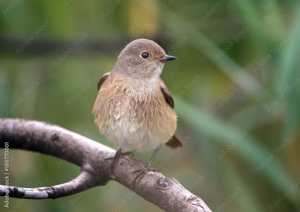 Close up view on female of The common redstart (Phoenicurus phoenicurus) sits on a branch Close up view on female of The common redstart (Phoenicurus phoenicurus) sits on a branch