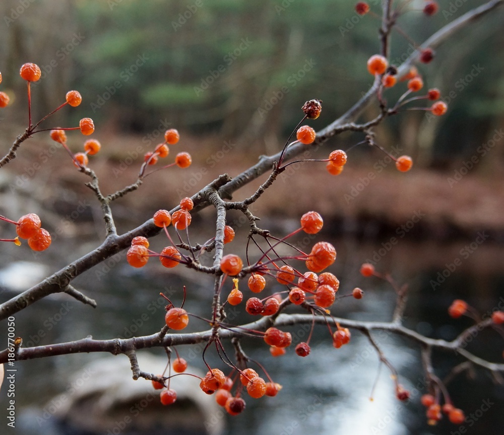 Ornamental Crabapple Ornamental Crabapple
