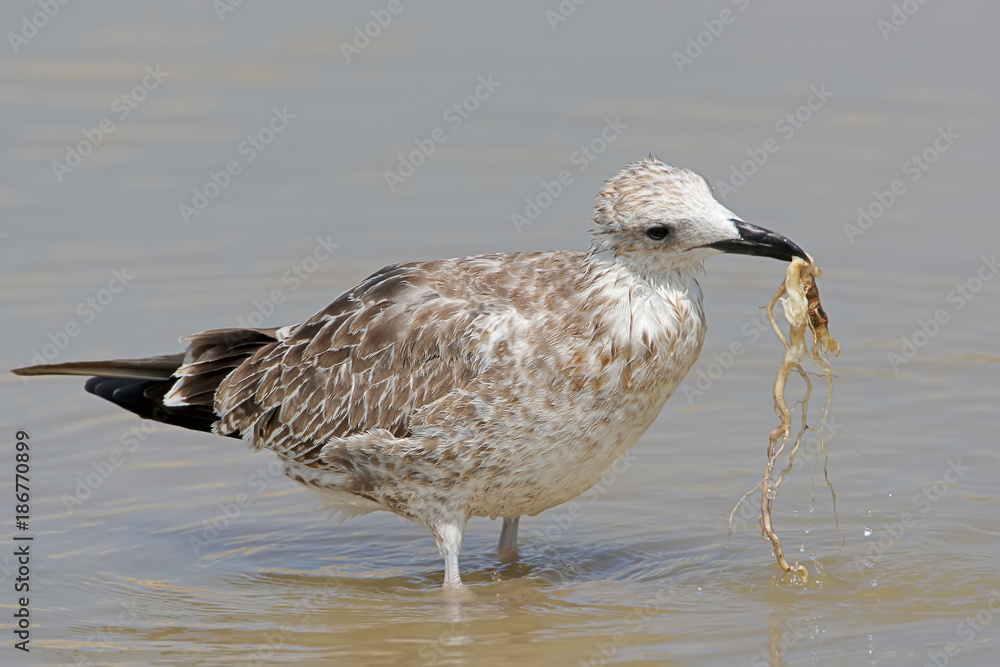 The young Caspian seagull holds the root of a water plant in its beak The young Caspian seagull holds the root of a water plant in its beak