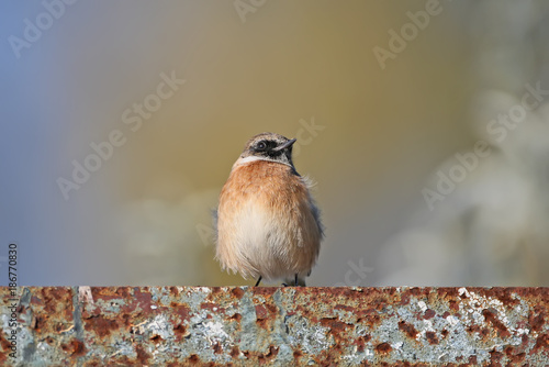 The winchat  is sitting on a metal fence on a bright fuzzy background photo