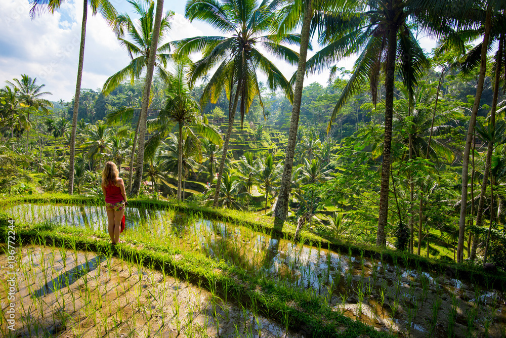 Obraz premium Rice terraces in Tagallalang - Bali, Indonesia.