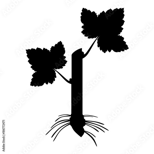 Silhouette currant stalk with roots