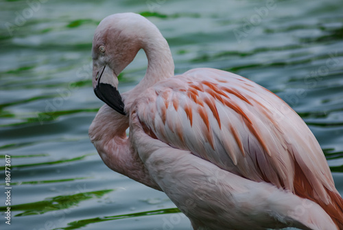 Flamingo