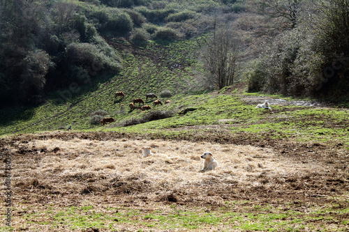 mucche e cani al pascolo in campagna