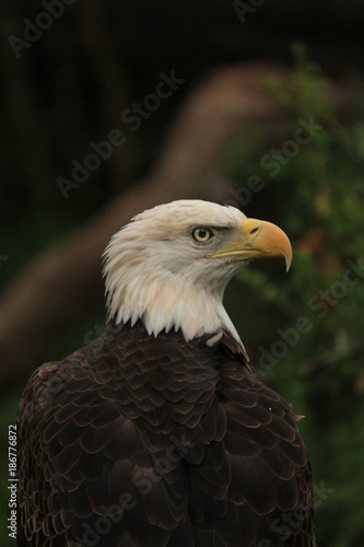 Portrait of a Bald Eagle 