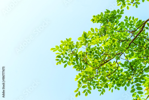Green leaves against a brightly blue sky 