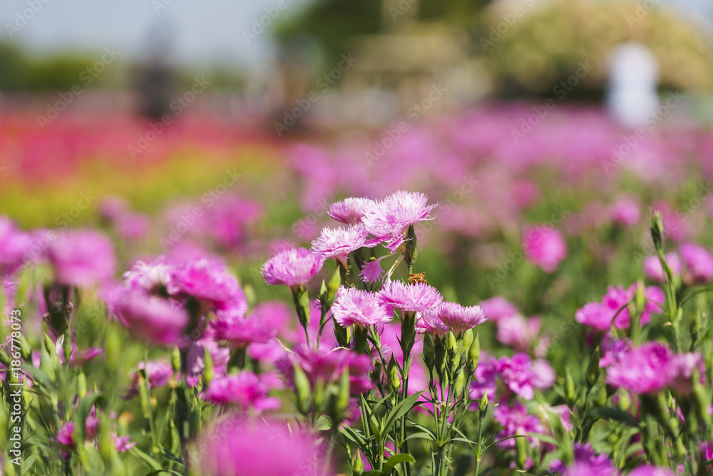 Fototapeta premium Beautiful flowers at Suan Luang. R.9, Thailand