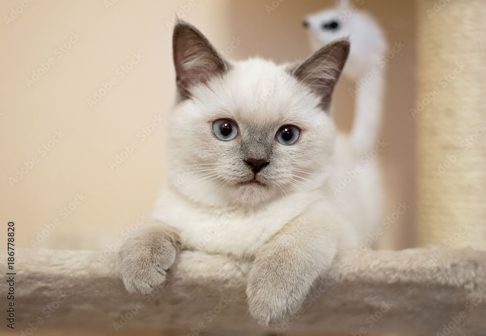 Lilac point kitten hotsell