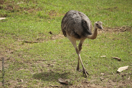 A juvenile Ostrich 