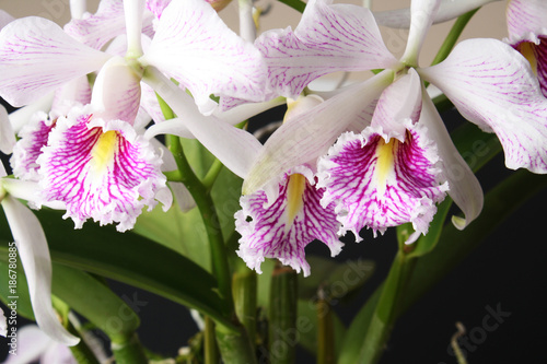orchid Cattleya maxima semi-alba striata ‘La Pedrena’ photo