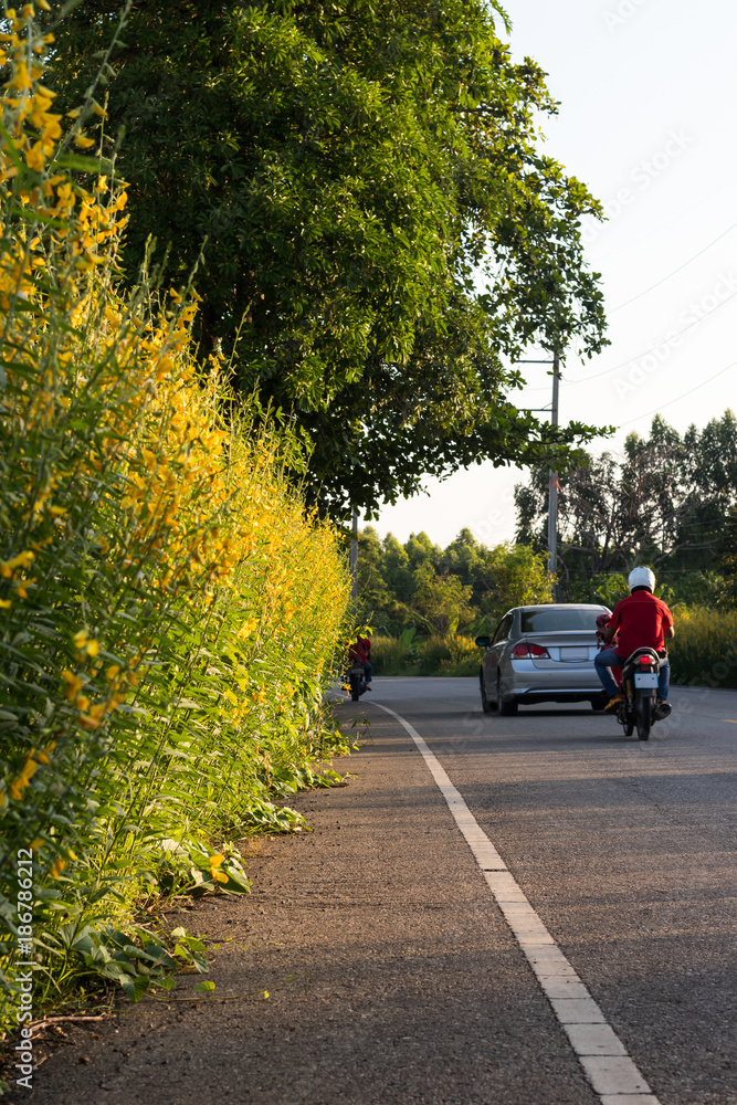 Crotalaria flower on rural roads.