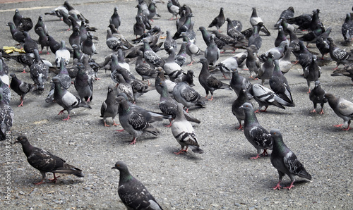 Many pigeons on ground