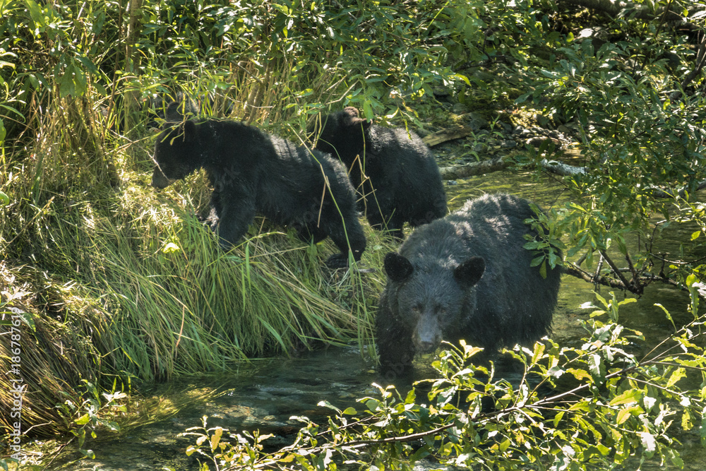 Naklejka premium Black Bear Family 