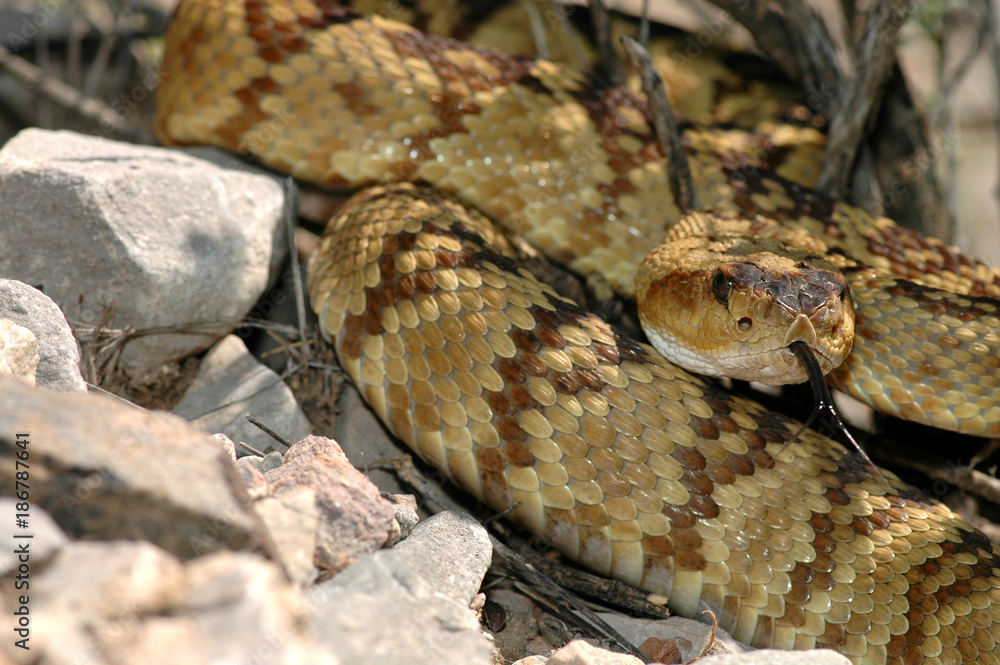 Crotalus molossus Crotalus molossus