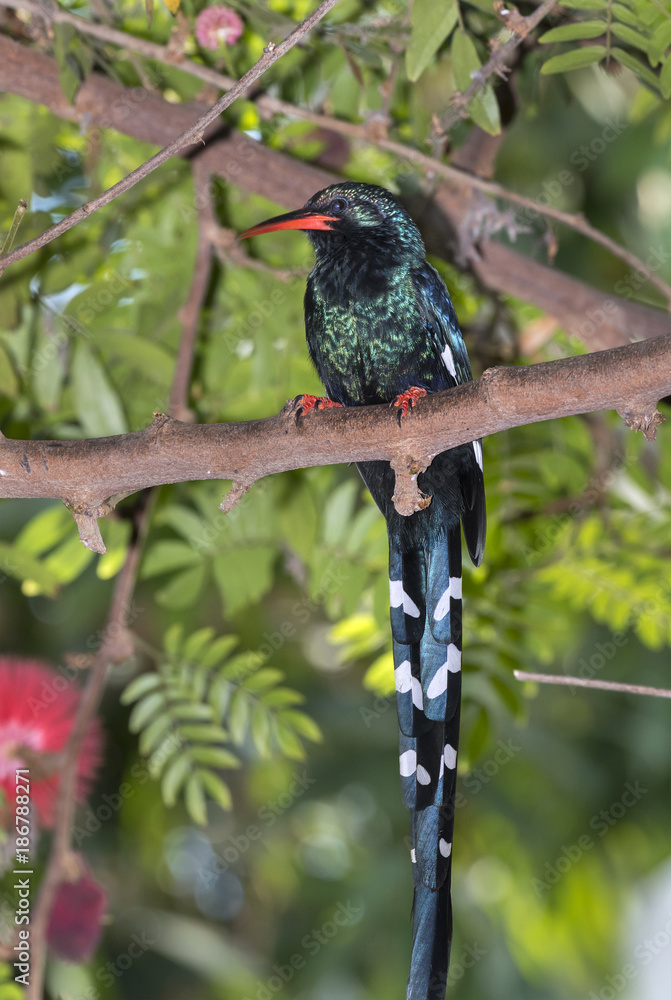 Fototapeta premium Green Wood Hoopoe (Phoeniculus purpureus), captive (native to Africa)