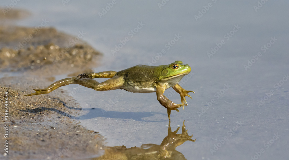 Adult American bullfrog (Lithobates catesbeianus) jumping in a forest