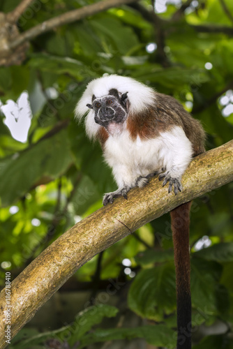 Cotton-top tamarin (Saguinus oedipus), captive (native to Colombia), captive. photo